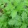 Echter Baldrian (Valeriana officinalis) Bio Saatgut