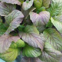 Roter Blattsenf Osaka Purple (Brassica juncea) Bio Saatgut