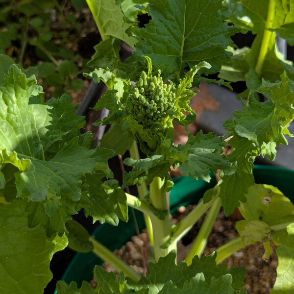 künstliche baumrinde Baumrinde 15 Liter – Easyplants Deutschland main image 0