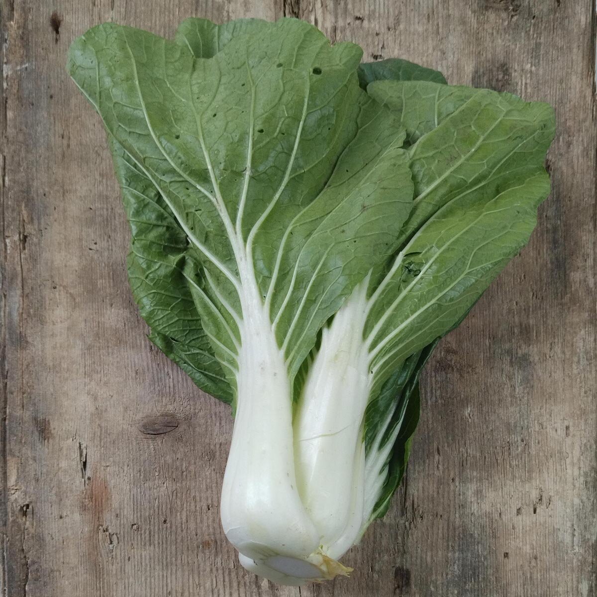 Pak Choi 'Tai Sai' (Brassica rapa subsp. chinensis) Bio Saatgut