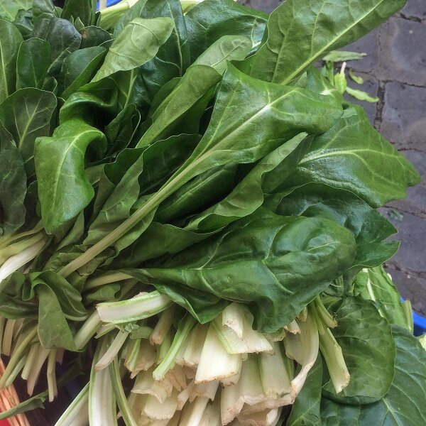 Pak Choi 'Tai Sai' (Brassica rapa subsp. chinensis) Bio Saatgut