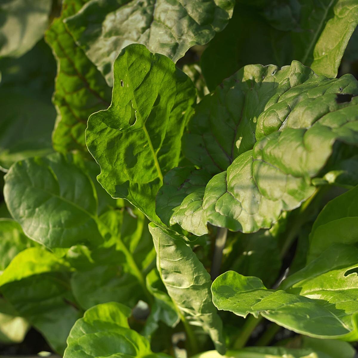 Ewiger Spinat 'Erbette' (Beta vulgaris ssp. vulgaris) Bio Saatgut