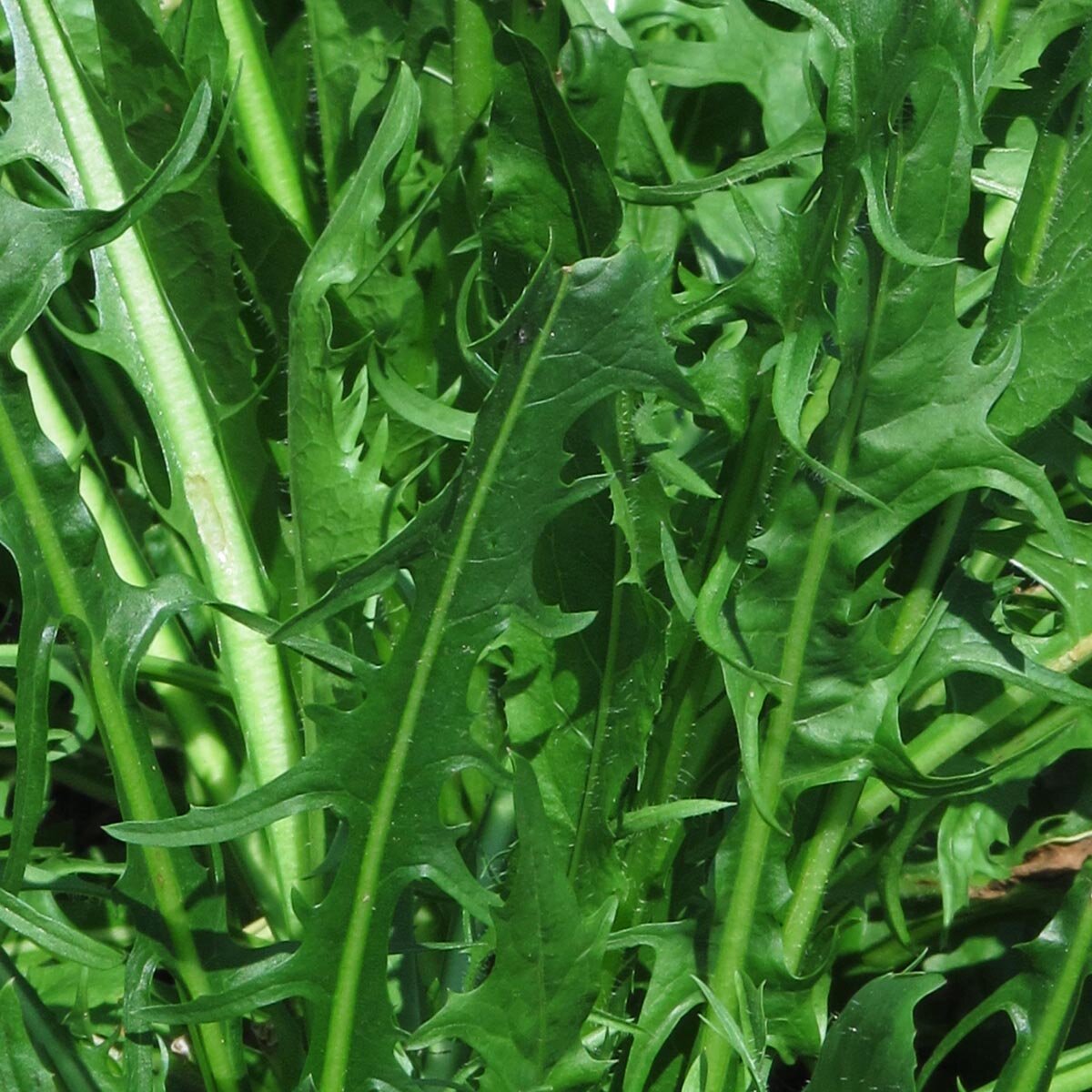 Löwenzahn-Salat &amp;#39;Catalogna foglie frastagliate&amp;#39; (Cichorium endivi