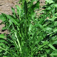 Löwenzahn-Salat Catalogna foglie frastagliate (Cichorium intybus var. foliosum) Bio Saatgut