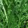 Löwenzahn-Salat Catalogna foglie frastagliate (Cichorium intybus var. foliosum) Bio Saatgut