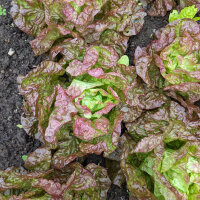 Salat Meraviglia delle quattro stagioni (Lactuca sativa)...