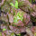 Salat Meraviglia delle quattro stagioni (Lactuca sativa) Bio Saatgut