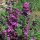 Wildblumen-Mischung (10g passend für ca. 5m² Fläche)