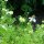 Wildblumen-Mischung (10g passend für ca. 5m² Fläche)