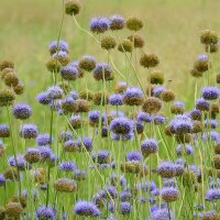 Berg-Sandglöckchen (Jasione montana) Samen