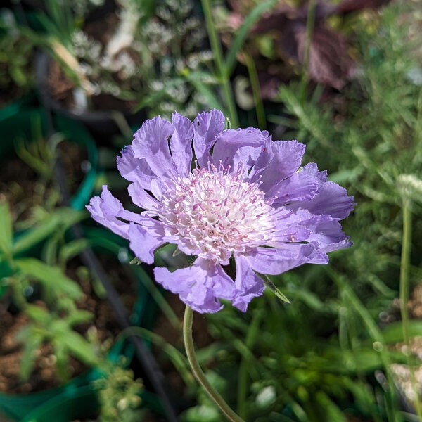 Lavendelfarbene Kaukasus-Skabiose (Scabiosa caucasica) Bio Saatgut