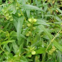 Baikal-Helmkraut / Chinesisches Helmkraut (Scutellaria baicalensis)