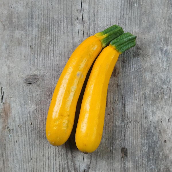 Gelbe Zucchini Goldena (Cucurbita pepo) Samen