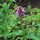 Anisysop / Anis-Duftnessel (Agastache foeniculum) Bio Saatgut