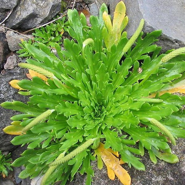 Kapuzinerbart / Minutina / Hirschhornwegerich (Plantago coronopus) Bio Saatgut