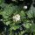 Knoblauchsrauke (Alliaria petiolata) Bio
