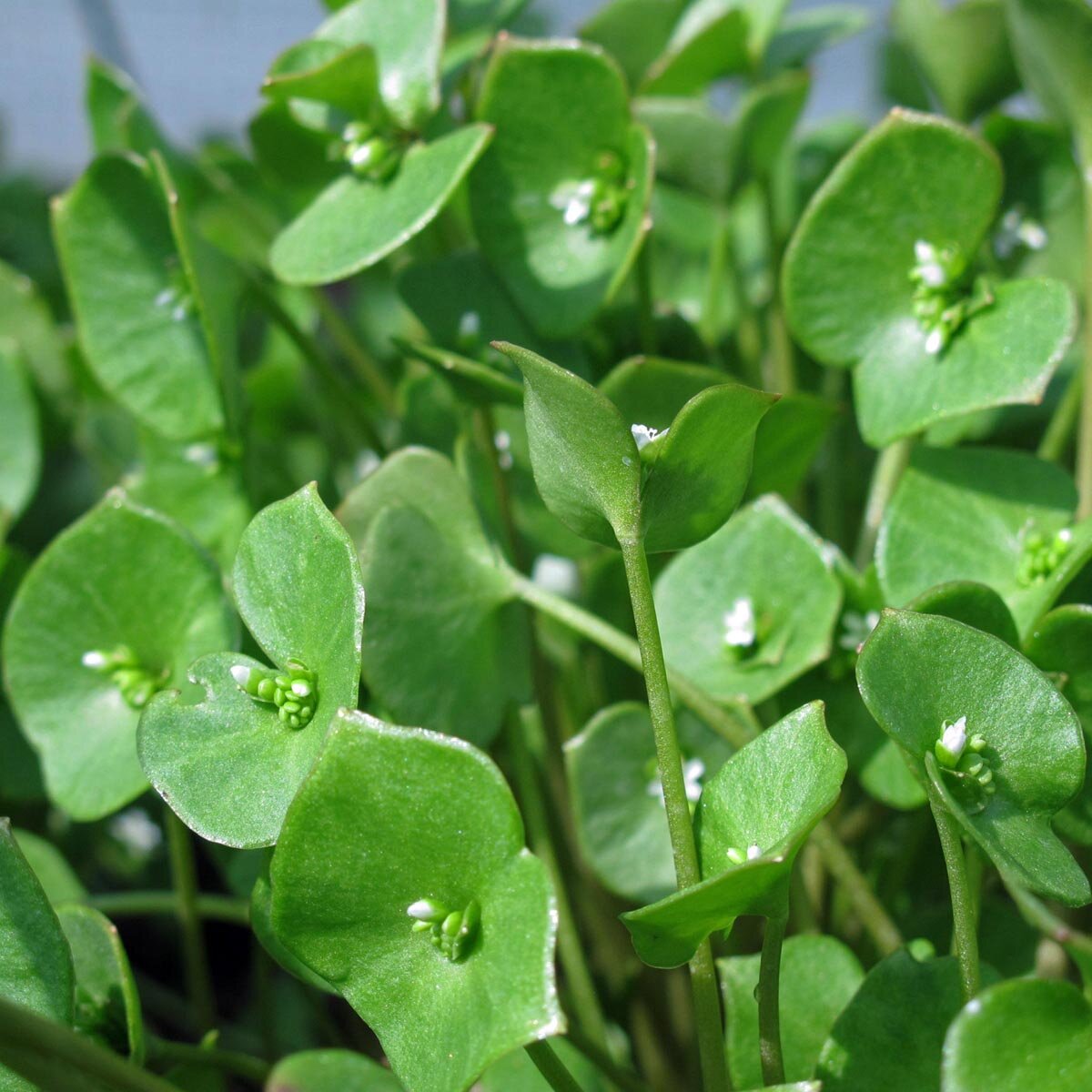 Raapstelen Cima de rapa - biologische zaden - Puur van't veld