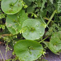 Postelein (Montia perfoliata) Bio