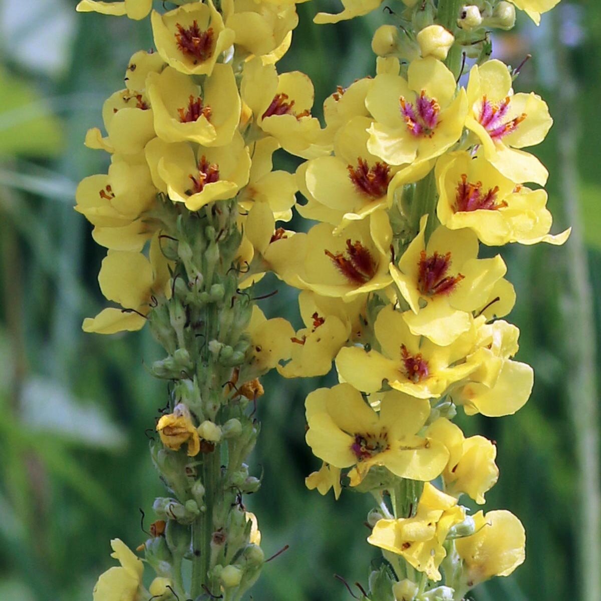Schwarze Knigskerze (Verbascum nigrum) Bio Saatgut