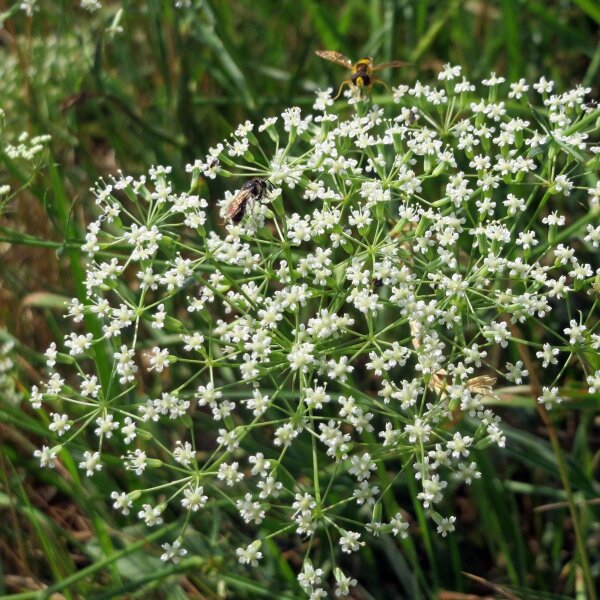 Gemeine Sichelmöhre (Falcaria vulgaris) Bio Saatgut