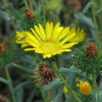 Grindelie / Großes Gummikraut (Grindelia robusta)...