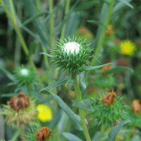 Grindelie / Großes Gummikraut (Grindelia robusta)...