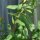 Grindelie / Großes Gummikraut (Grindelia robusta) Samen
