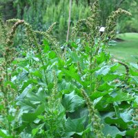 Guter Heinrich (Chenopodium bonus-henricus) Bio Saatgut