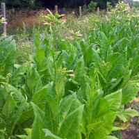 Tabak Badischer Geudertheimer (Nicotiana tabacum) Bio...