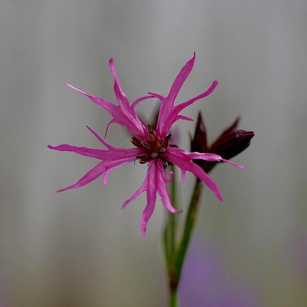 Kuckucks-Lichtnelke (Lychnis flos-cuculi) Bio Saatgut