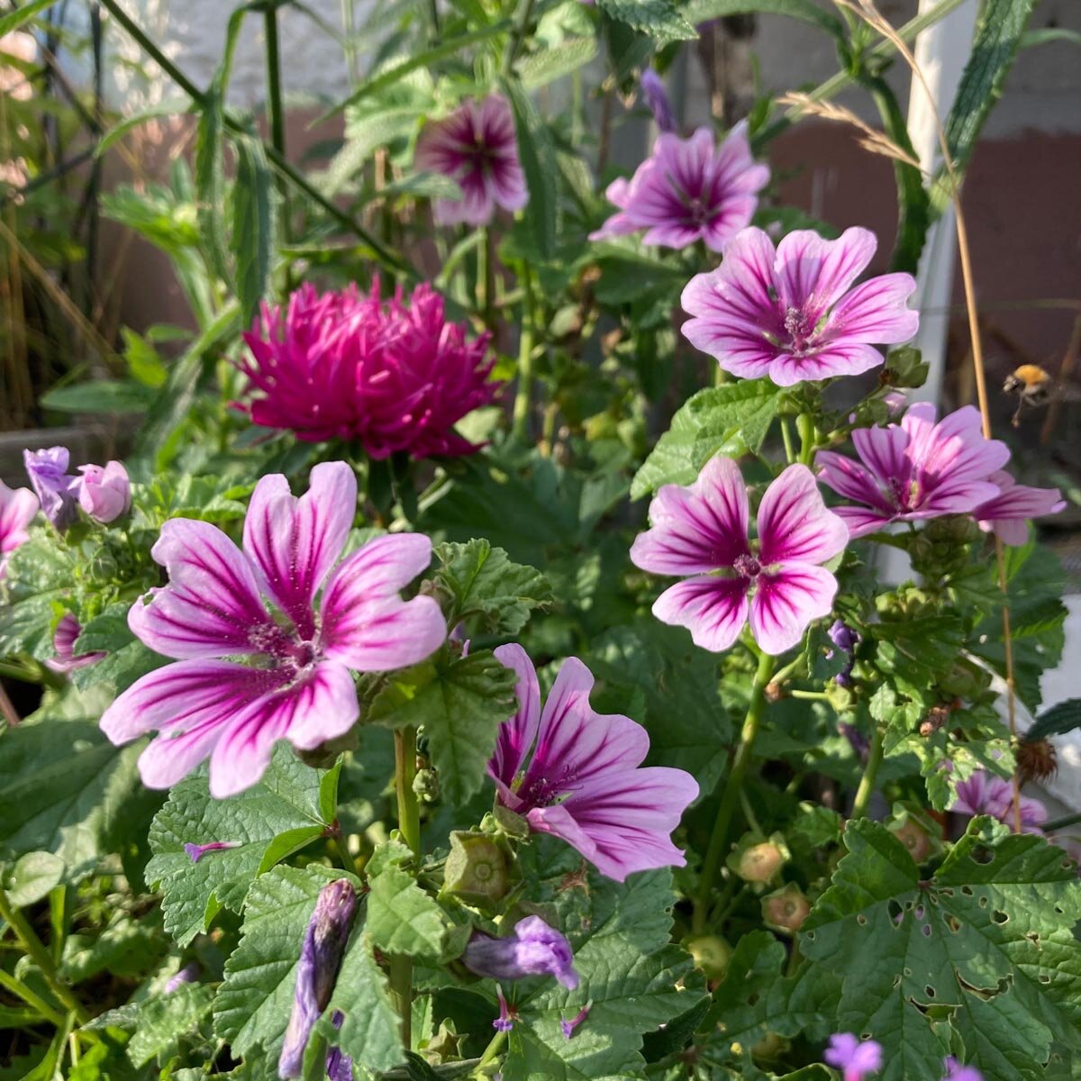 Gartenmalve 'Zebrina' (Malva sylvestris) Bio Saatgut