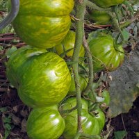 Gestreifte Tomate Grünes Zebra (Solanum...