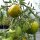 Gestreifte Tomate Grünes Zebra (Solanum lycopersicum) Bio Saatgut