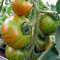 Gestreifte Tomate Tigerella (Solanum lycopersicum) Bio...