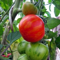 Gestreifte Tomate Tigerella (Solanum lycopersicum) Bio