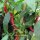 Chili Roter Langer Westländer (Capsicum annuum) Bio Saatgut