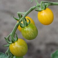 Gelbe Wildtomate (Solanum pimpinellifolium) Bio Saatgut