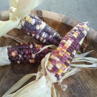 Bunter Zuckermais Rainbow Inka (Zea mays) Bio Saatgut