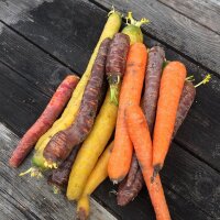 Bunter Karotten-Mix (Daucus carota)