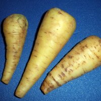 Bunter Karotten-Mix (Daucus carota)