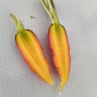 Bunter Karotten-Mix (Daucus carota)