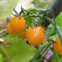 Galapagos-Wildtomate (Solanum cheesmaniae) Samen