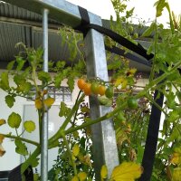 Galapagos-Wildtomate (Solanum cheesmaniae) Samen