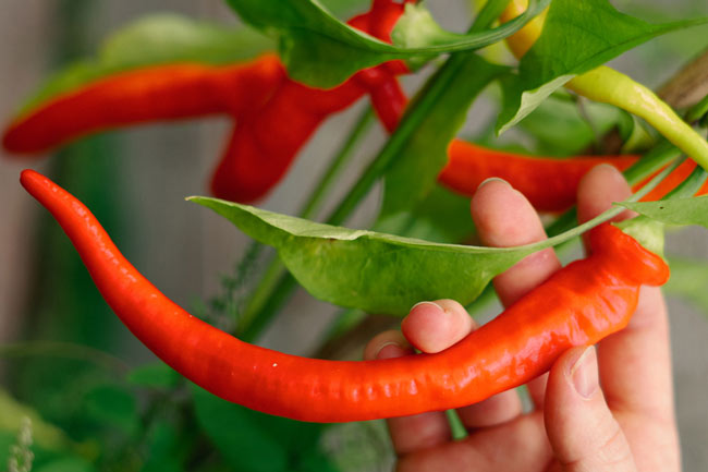 Paprika und Chilis erfolgreich vorziehen  Blogpost Illustration