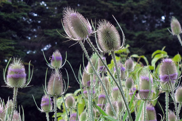 Die Wilde Karde: Ein kleiner Gartenkosmos auf stacheligen Stängeln  Blogpost Illustration