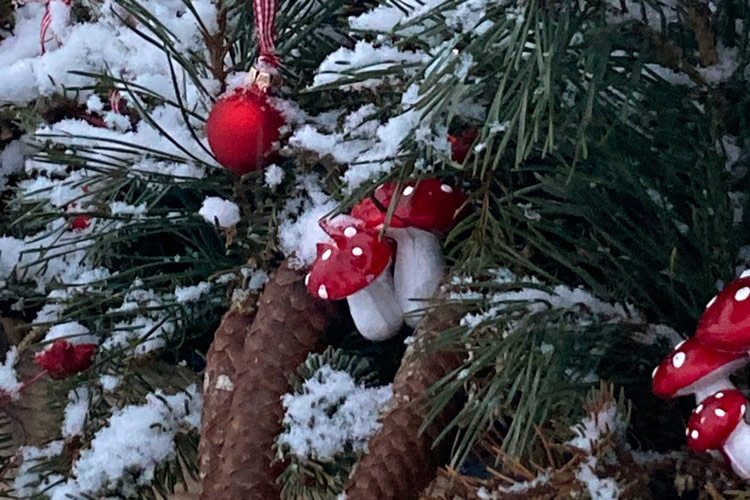 Dein Garten im Advent – Barbarazweige und kleine grüne Wunder  Blogpost Illustration