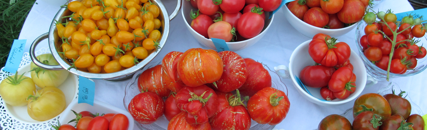 Tomaten aussäen – So findest Du die richtige Sorte für Deinen Garten Blogpost Illustration