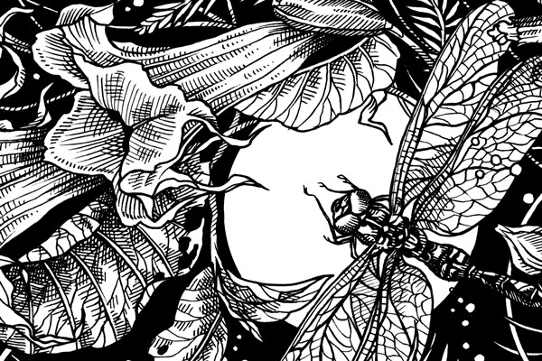 Earth Night: Wenn der Garten dunkel wird  Blogpost Illustration