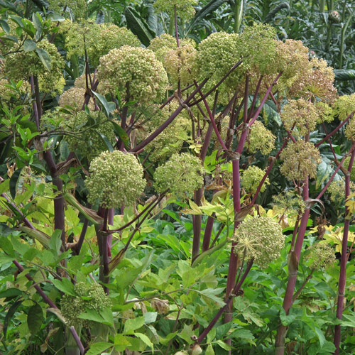 Echte Engelwurz (Angelica archangelica) Produktbild