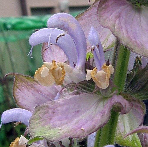 Muskatellersalbei (Salvia sclarea)  Produktbild